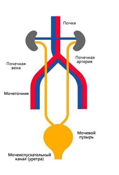 Какова роль почек в организме?